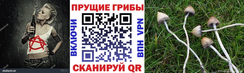 купить наркотики сайты Ахтырский Псилоцибиновые грибы прущие грибы